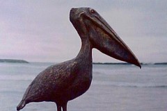 pelican
